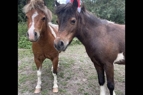 House sit in Gisborne, New Zealand