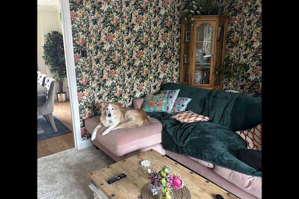 House sit in Haywards Heath, United Kingdom