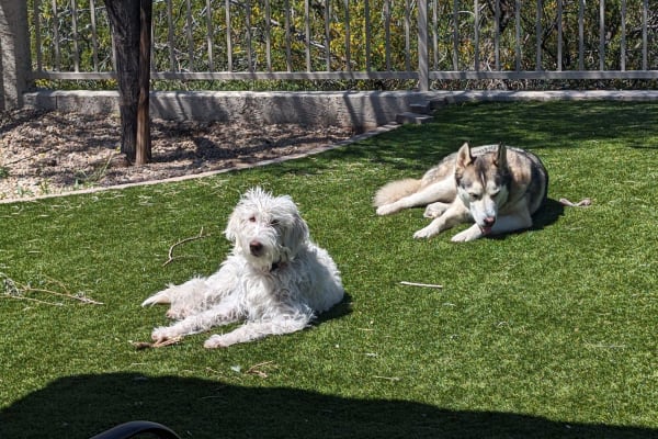 House sit in Cave Creek, AZ, US