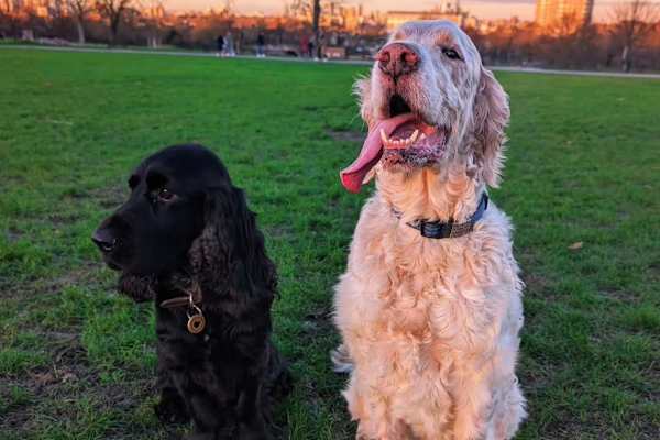 House sit in Kingston upon Thames, United Kingdom
