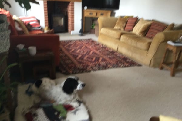 House sit in Diss, United Kingdom