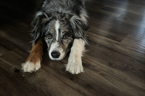 House sit in Mukilteo, WA, US