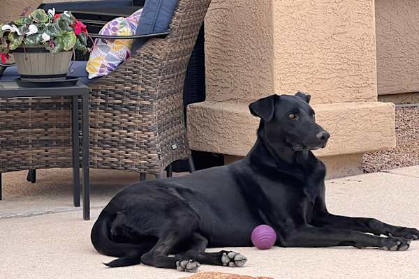 House sit in Fountain Hills, AZ, US