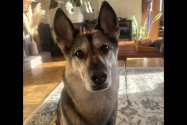 House sit in Courtenay, BC, Canada