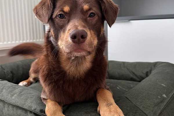 House sit in Arnhem, Netherlands