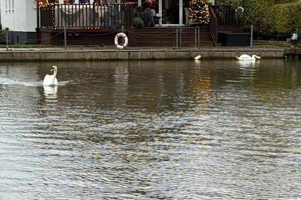 House sit in Shepperton, United Kingdom