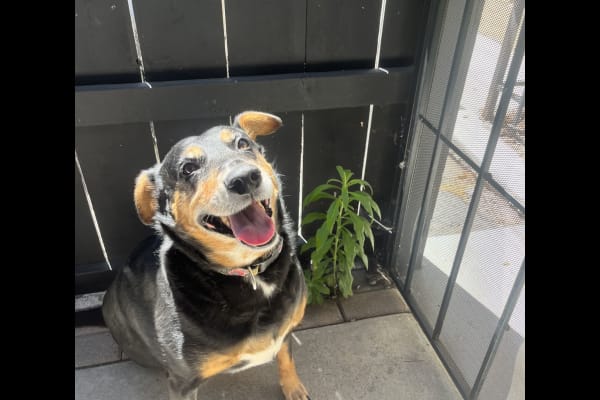 House sit in San Diego, CA, US