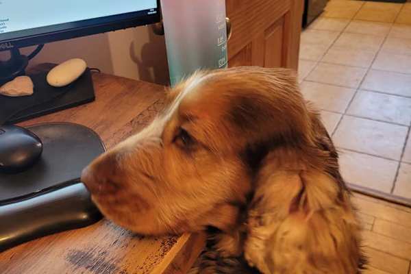 House sit in Melton Mowbray, United Kingdom