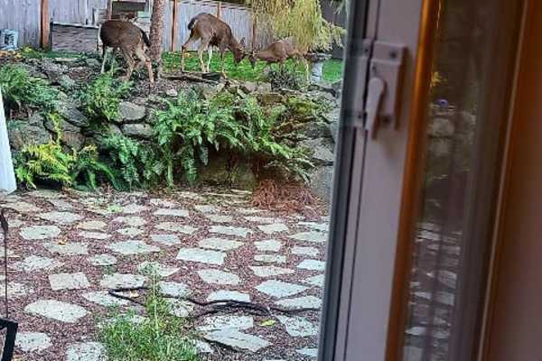 House sit in Anacortes, WA, US