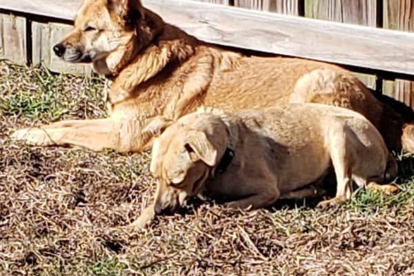 House sit in Wilmington, NC, US