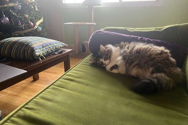 House sit in Montréal, QC, Canada