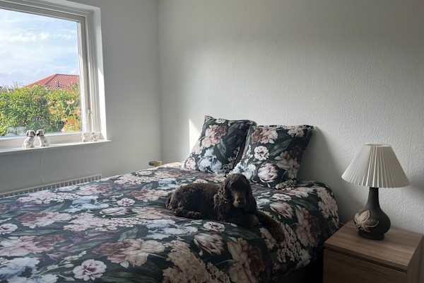 House sit in Svendborg, Denmark