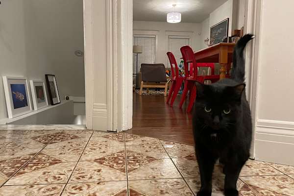 House sit in Toronto, ON, Canada