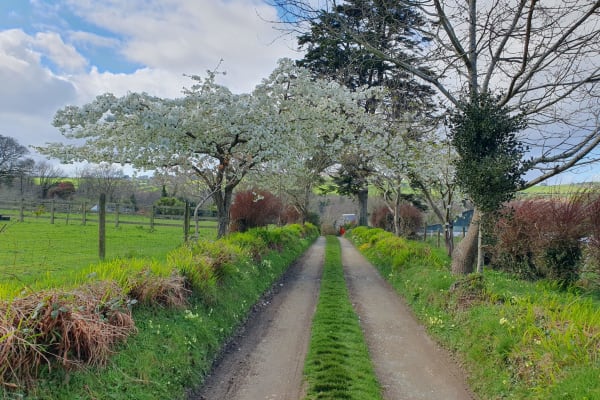 House sit in Gorey, Ireland