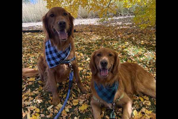 House sit in Castle Rock, CO, US