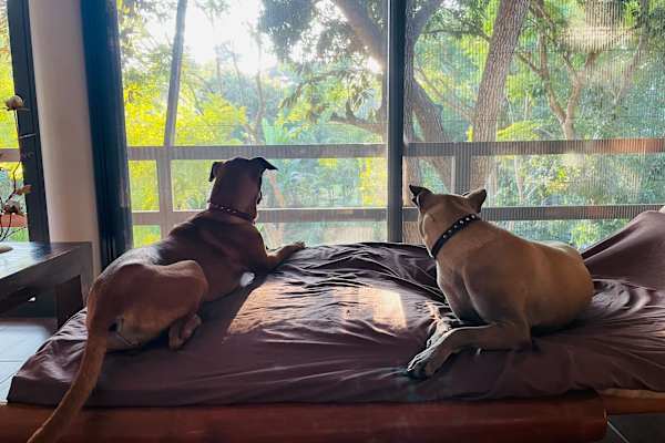 House sit in Chiang Mai, Thailand