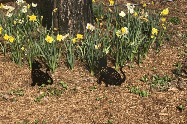 House sit in Chattanooga, TN, US