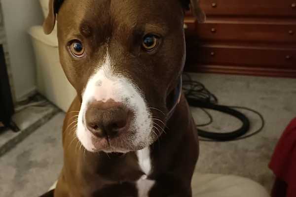 House sit in Reading, United Kingdom