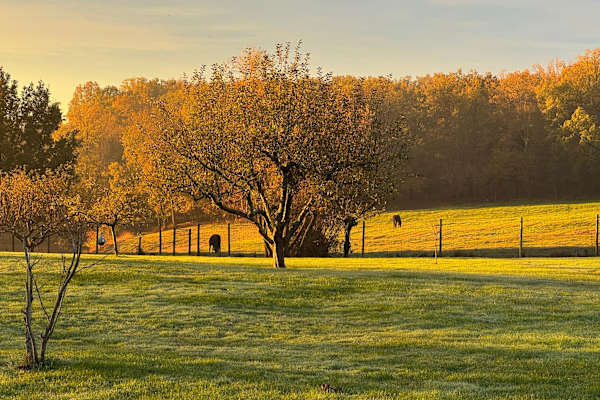 House sit in Miramont-de-Guyenne, France
