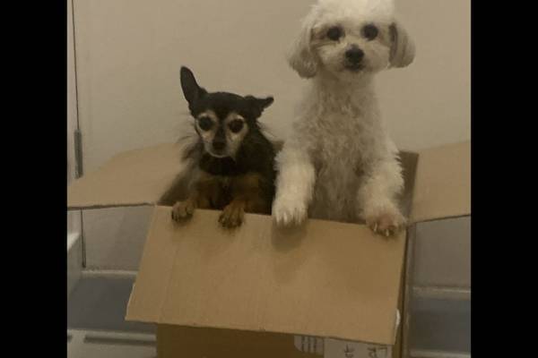 House sit in Worcester Park, United Kingdom