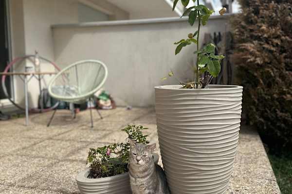 House sit in Orléans, France