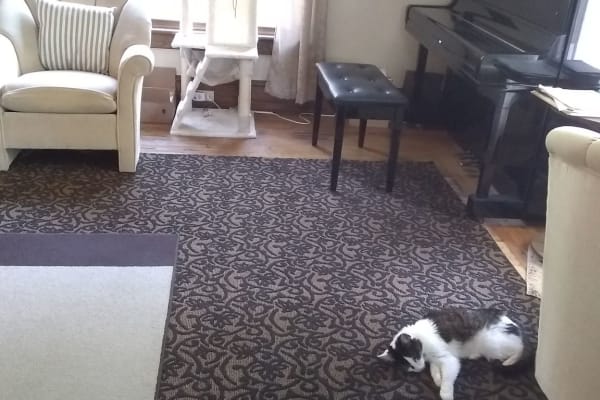 House sit in Gloversville, NY, US
