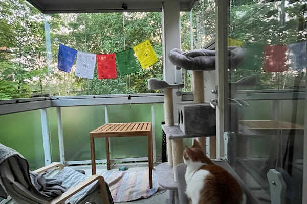 House sit in Helsinki, Finland