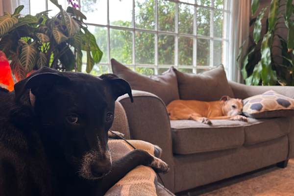 House sit in Charleston, SC, US