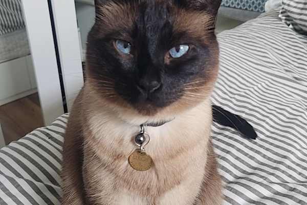 House sit in London, ON, Canada