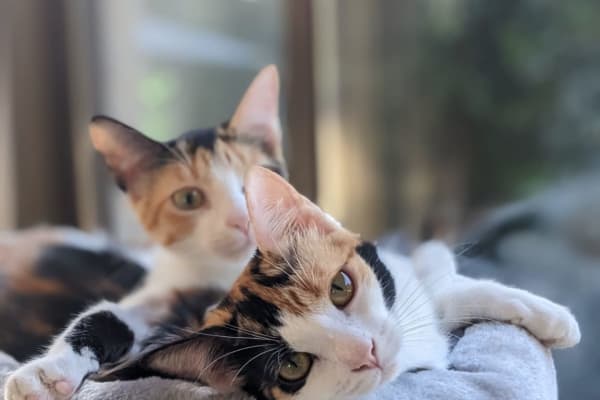 House sit in Alicante, Spain