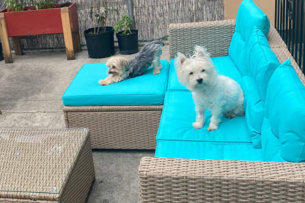 House sit in Brooklyn, NY, US