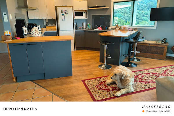 House sit in Whangarei, New Zealand