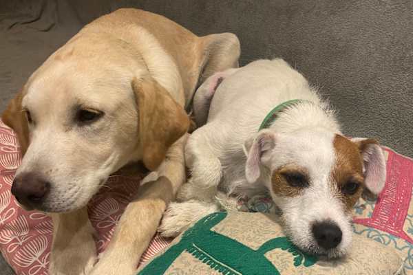 House sit in Twyford, United Kingdom