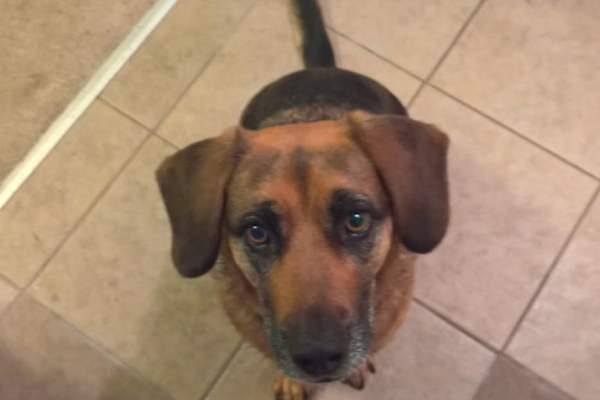 House sit in Seal Beach, CA, US