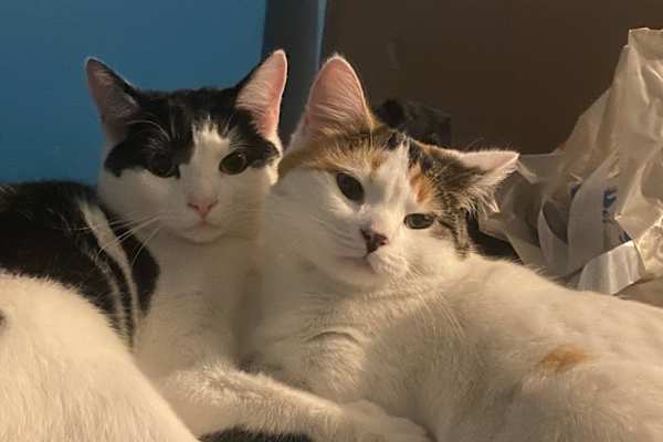 House sit in Whitby, United Kingdom