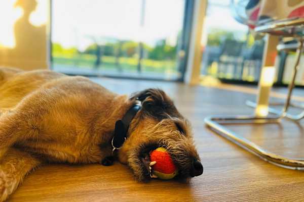 House sit in Worcester Park, United Kingdom