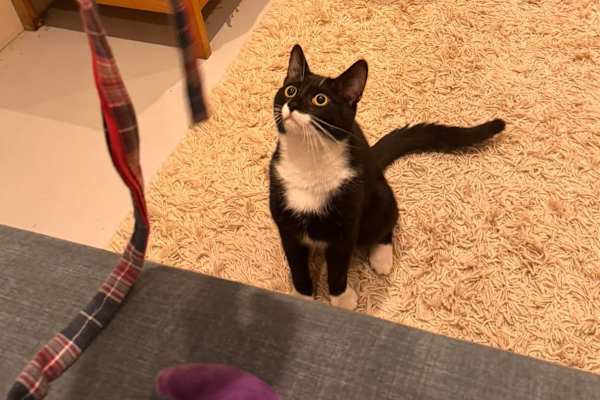 House sit in Amsterdam, Netherlands