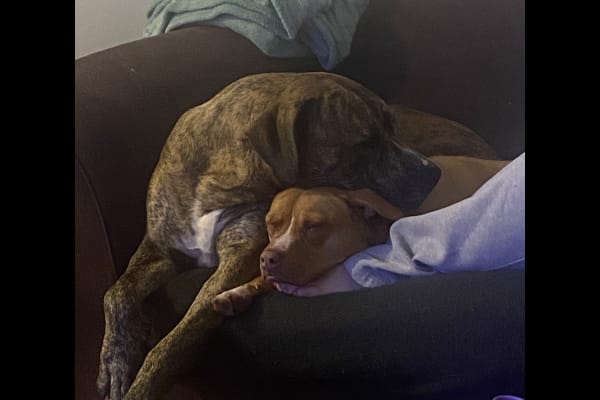 House sit in Perth, WA, Australia