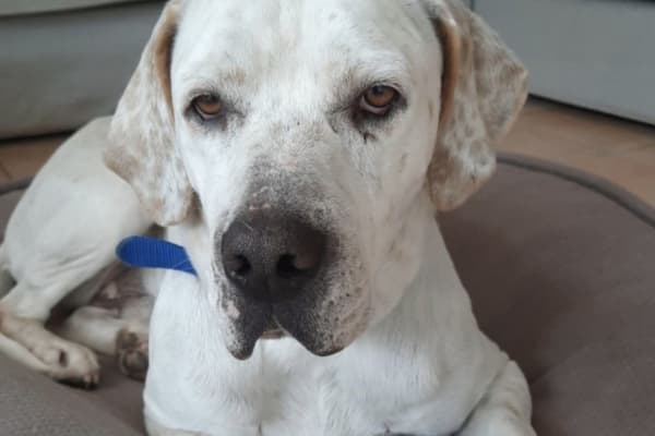 House sit in Javea, Spain