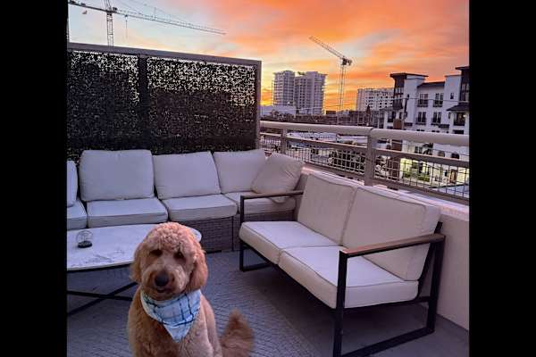 House sit in Sarasota, FL, US