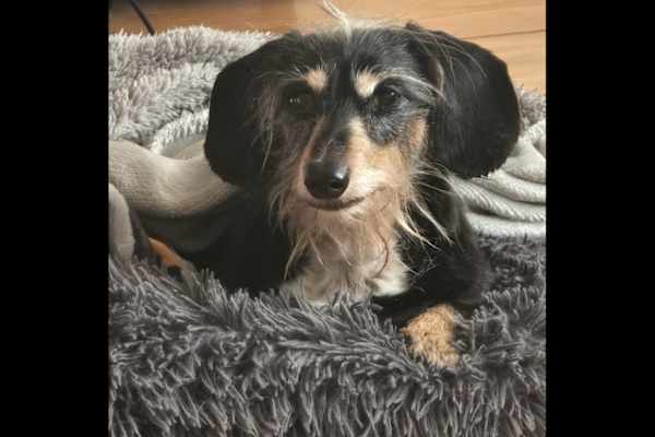 House sit in Amsterdam, Netherlands