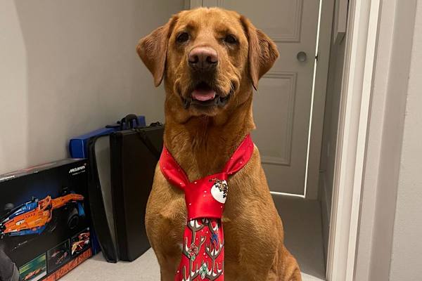 House sit in Fulham, United Kingdom