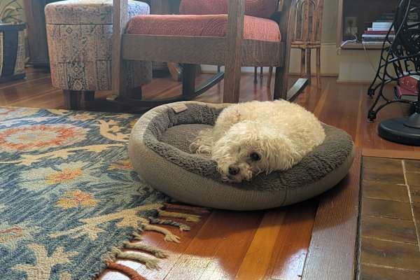 House sit in Salem, OR, US
