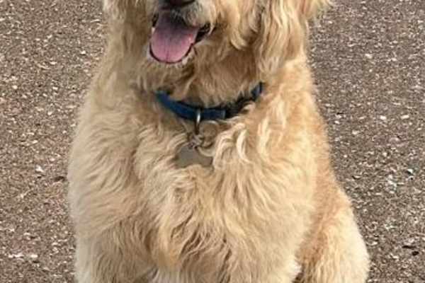 House sit in Great Dunmow, United Kingdom