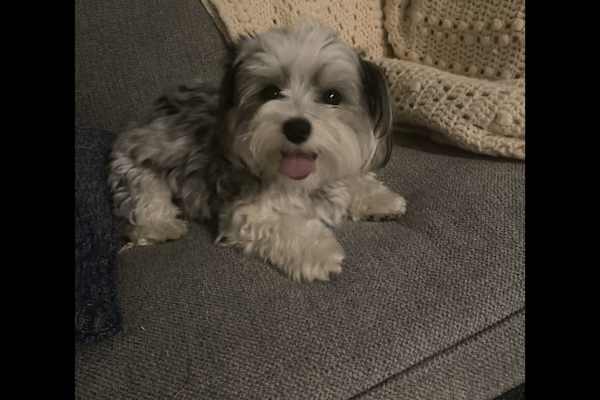 House sit in Jersey City, NJ, US