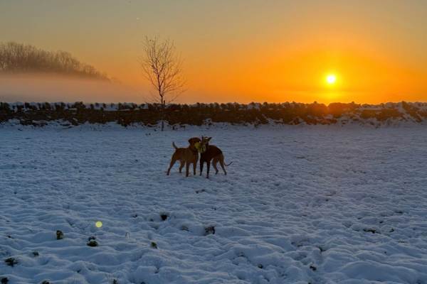 House sit in Cirencester, United Kingdom