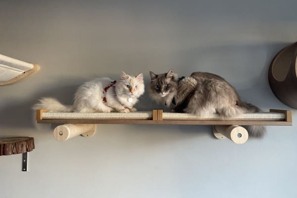 House sit in San Francisco, CA, US
