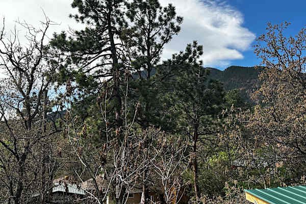 House sit in Colorado Springs, CO, US