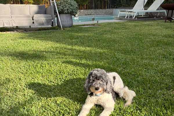 House sit in Sydney, NSW, Australia