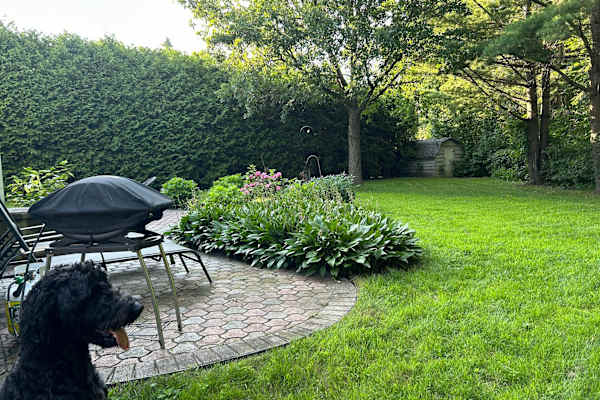 House sit in Ottawa, ON, Canada